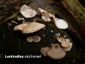 Lentinellus micheneri-amf2051